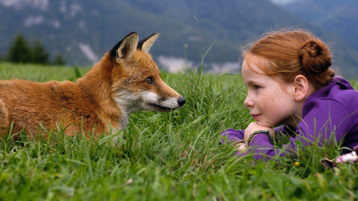 Liderança wise fox